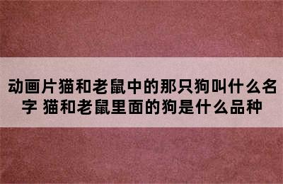 动画片猫和老鼠中的那只狗叫什么名字 猫和老鼠里面的狗是什么品种